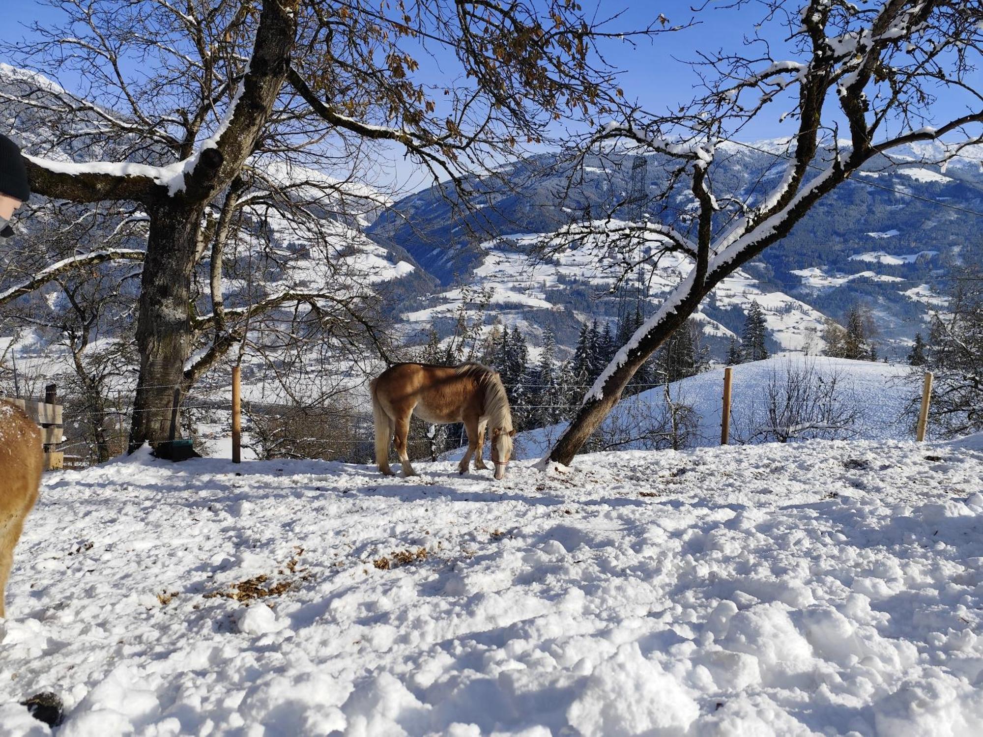 Wieshof Kaltenbach Exteriér fotografie